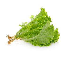 lettuce leaves isolated on white background.