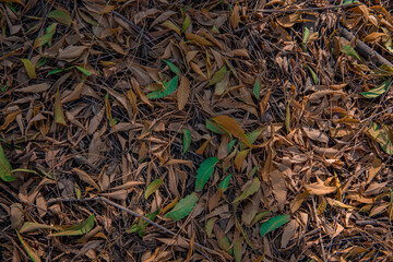 dried leaves in a garden 