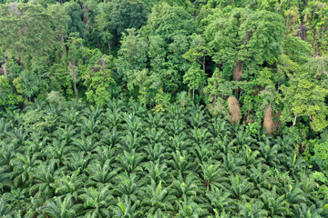 Wall Mural - Palm oil plantation at rainforest edge 