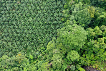 Wall Mural - Palm oil plantation at rainforest edge 