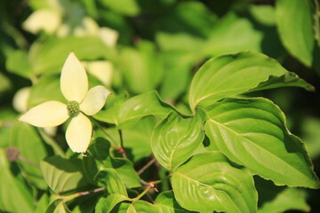 Wall Mural - ヤマボウシの花