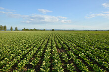 Young Plants Of Sugar Beet Growing In The Field With Blue Sky In The Background