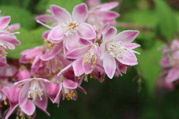 Close-up of Deutzia Tourbillon Rouge beautiful pink flowers. Deutzia bush in bloom
