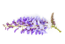 Purple Wisteria Flower Isolated On White Background