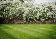 Stone Wall Covered In White Flowers And Green Grass. Space For Text