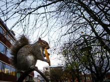 A Squirrel Eating A Stolen Biscuit