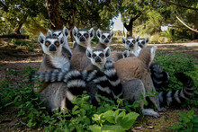 Family Group Photo Of Ring Tailed Lemurs