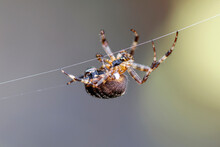 Araneus Diadematus - European Garden Spider Or Cross Orb-Weaver Spider In Close Up With Selective Focus. These Spiders Can Grow Up To 13mm And Can Be Found In Woodland And Gardens Across Britain.
