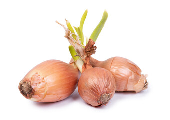 Sticker - Sprouted onion bulbs