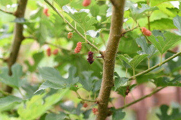 Canvas Print - Mulberry / Mulberry tree is a Moraceae deciduous tree that ripens black in early summer and is used for eating fresh, making fruit wine and jams.