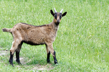 Sticker - chevreau