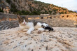 Turkey ancient city Myra and cat