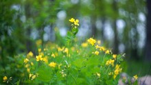 Yellow Celandine Flowers