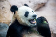 Giant panda, bear panda eating bamboo sitting in the grass 