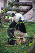 Giant panda, bear panda eating bamboo sitting in the grass 