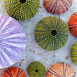 © Dimitrios - colorful sea urchins collection on wet white marble, top view closeup