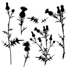 A Collection With A Variety Of Silhouettes Of Thistles. Vector Illustration On White Background.