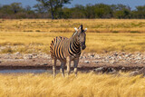 Fototapeta  - Wild african animals.  African Mountain Zebra standing  in grassland. Etosha National Park.