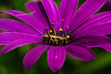 Wild Purple Flowers With A Grasshopper