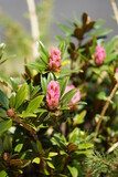 Fototapeta Storczyk - the pink bud of a alpine rose, Rhododendron hirsutum, in spring on the mountains on a sunny day