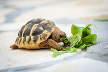Pet Turtle Eating lettuce Salad On Stone Paved Terrace.