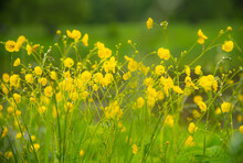 Soft Selective Focus. Yellow Buttercups With Drops Of Morning Dew On A Blurred Background As A Backdrop. Copy Space For Text, Design.