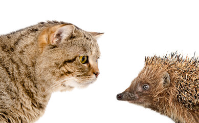 Wall Mural - portrait of a cat and a hedgehog, closeup, side view, isolated on a white background