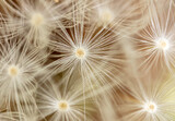Fototapeta Dmuchawce - Close-up of a dandelion in nature.