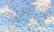 Migratory locust swarm. Locusta migratoria. Acrididae. Oedipodinae. Agriculture and pest control 