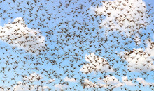 Migratory Locust Swarm. Locusta Migratoria. Acrididae. Oedipodinae. Agriculture And Pest Control 