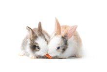 Two Adorable Fluffy Rabbits Eating Delicious Carrot Together On White Background, Feeding Bunny Vegetarian Pet Animal With Vegetable
