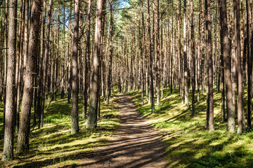 Sticker - Footpath in Wolin National Park on Wolin - Baltic Sea island in Poland