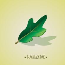 Blackjack Oak Leaf