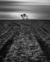 Tree in the field. Two old friends.  Black and white. Minimalism. Long exposure. Dramatic sky. Field. Black and white photography. Fine art. 