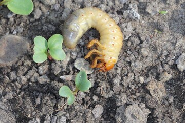 Wall Mural - The larva of the May beetle Common Cockchafer or May Bug (Melolontha melolontha).