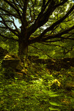 Fototapeta Natura - Sunlit woodland in Hathersage Booths