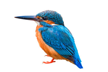 The Common Kingfisher (Alcedo atthis) isolate on white background.