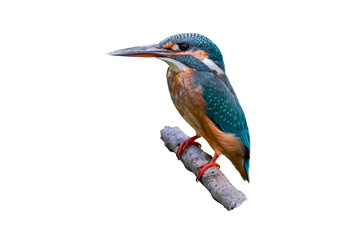 Fototapete - Common Kingfisher (Alcedo atthis) isolate on white background.