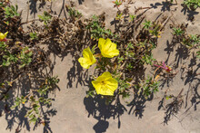Yellow Flowers Of Beach Evening Primrose In The Sand Dunes. Oenothera Drummondii. Israel