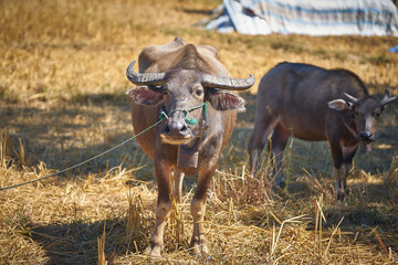 Buffalo in a cambodian village