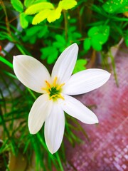 Wall Mural - Zephyranthes candida, with common names that include autumn zephyrlily, white windflower and Peruvian wamp lily