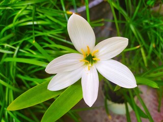 Wall Mural - autumn zephyrlily in a blur background, scientific name is Zephyranthes candida. common names that includes white windflower and Peruvian swamp lily.