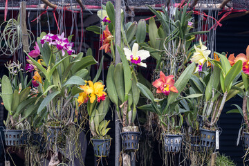 Sticker - Selective focus colorful hybrid Cattleya orchid  in the garden.Beautiful blooming of orchid flower.