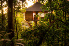 Sunset Picture Of A Wooden Tree House In The Jungle And Tropical Rainforest
