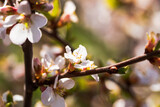 Fototapeta Kwiaty - Blossoming Flowers On Branches Of Cherry In Spring Garden Close-Up.