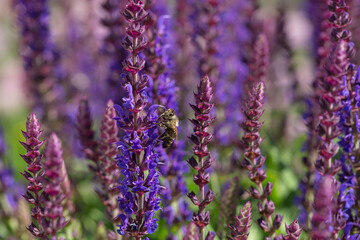 Wall Mural - close-up of a honeybee harvesting on blue and purple sage blossoms with blurry background