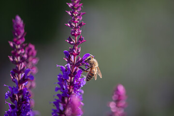 Wall Mural - close-up of a honeybee harvesting on blue and purple sage blossoms with blurry background