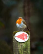 robin perched on a signpost