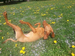 Vizsla in Venedig