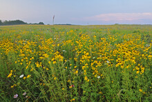 Summer Landscape At Dawn Of Tall Grass Wildflower Prairie With Yellow Coneflowers And Queen Anne's Lace, Michigan, USA
